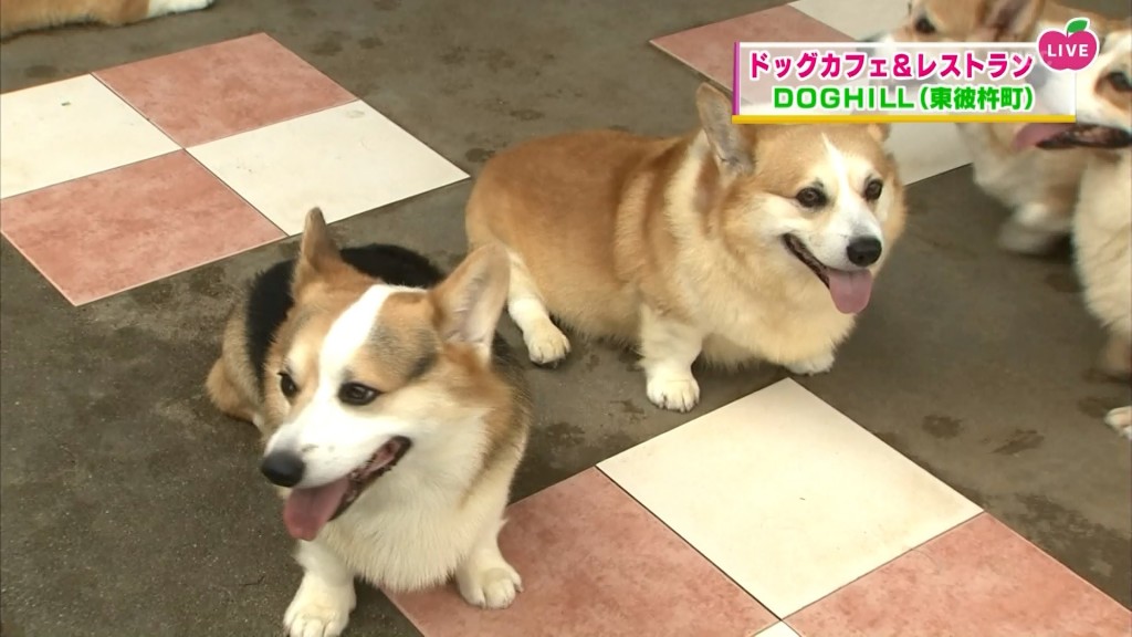 癒やしのドッグヒル