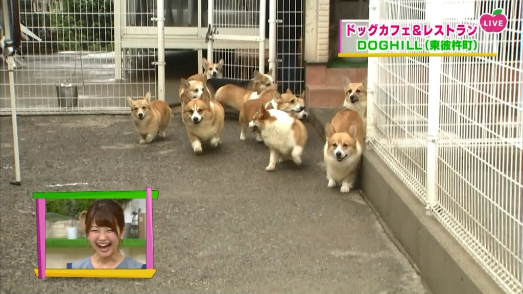 癒やしのドッグヒル