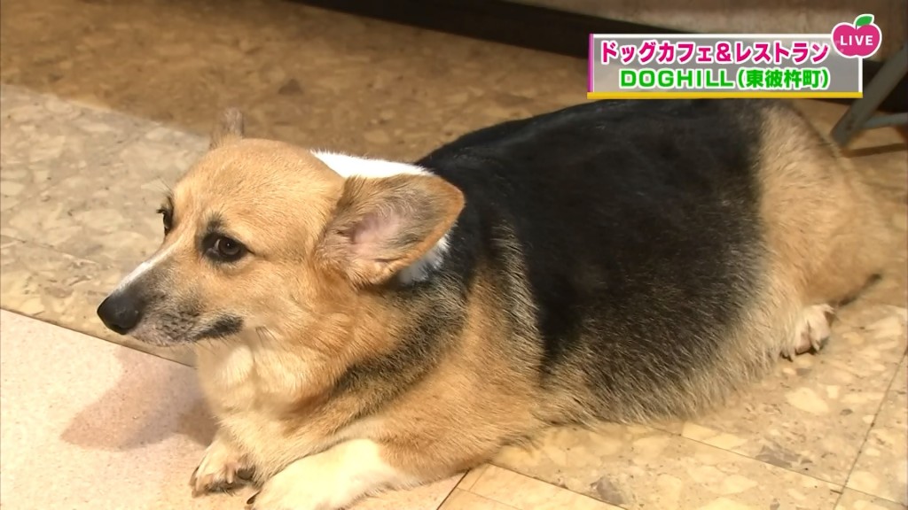 癒やしのドッグヒル