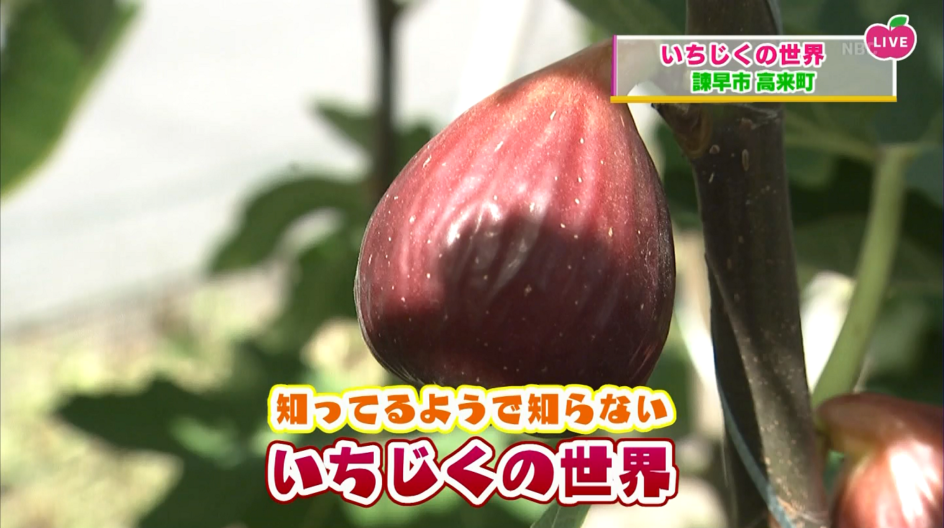 これで決まり 諫早のいちじく