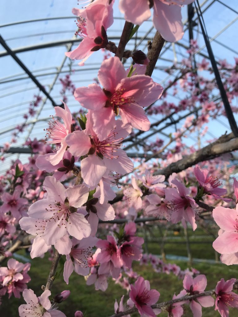 桃の花のトンネル 南島原市深江町 福島農園 桃の花のトンネル 南島原市深江町 福島農園