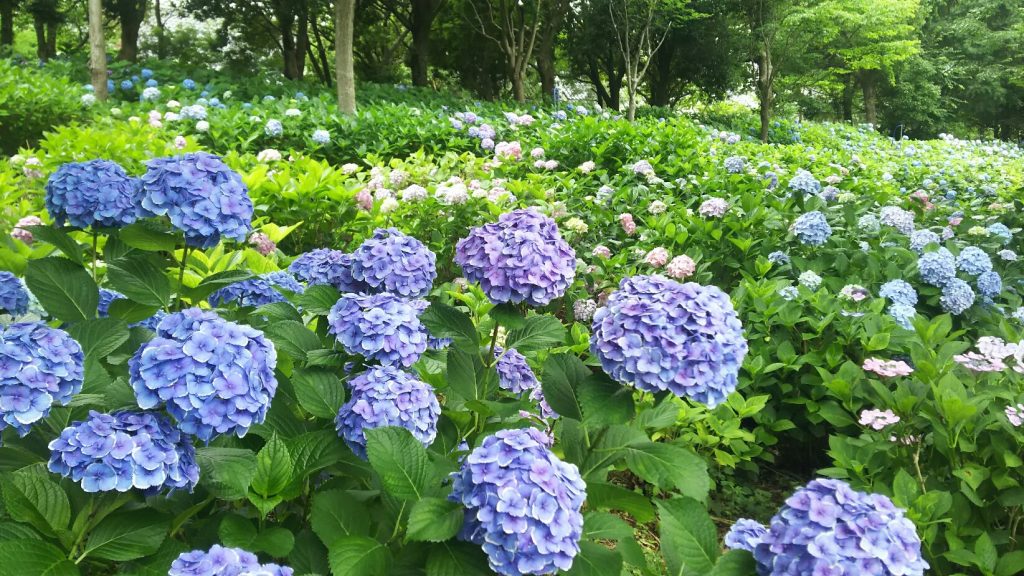 あじさい 団子 キラキラ運inハウステンボス
