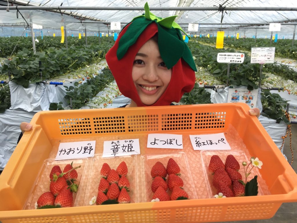 1 15 金 いちごの森でいちご狩り 1 15 金 いちごの森でいちご狩り