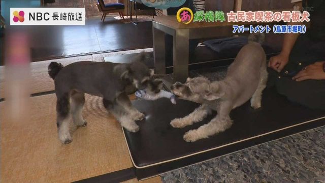 古民家喫茶の看板犬