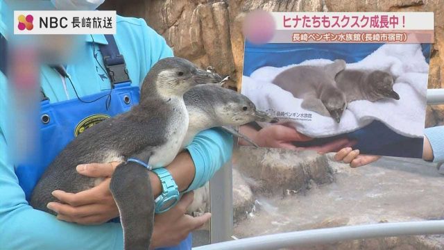 ペンギンたちは元気！