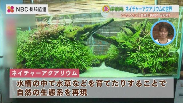 人気の爬虫類と熱帯魚