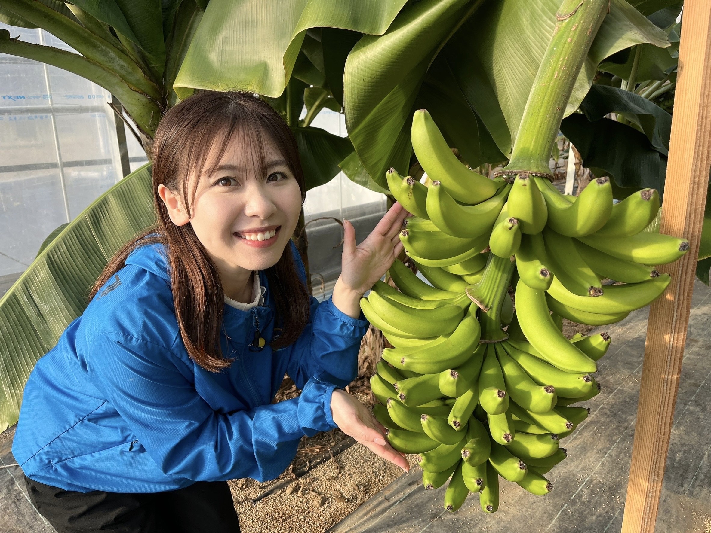 皮ごと食べられる！？南島原産『ホタルバナナ』